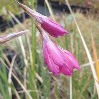 Dierama 'Blackberry Bells'